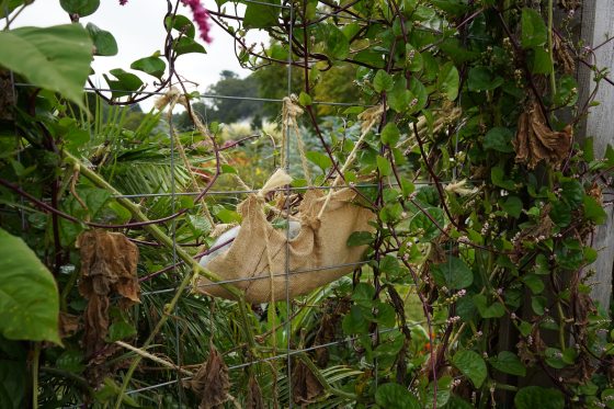 A melon hanging in a burlap sack in a garden.