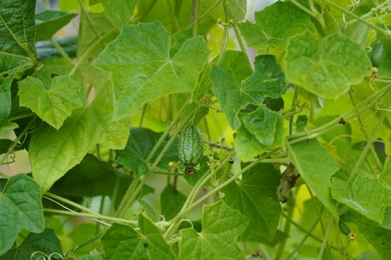 A small cucumber looking melon growing on a vine.