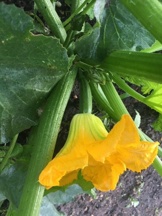 The yellow flower of a squash plant growing in a garden.