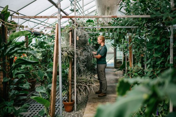 A person in a greenhouse tending to plants.
