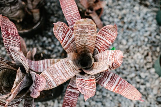 A red and white leafed plant in a pot on top of gravel.