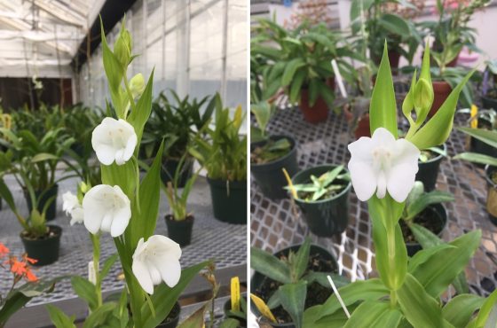 Two images of a white Pectellis plants growing in a nursery.