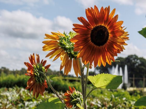 Yellow sunflower blooms set against a blue sky.