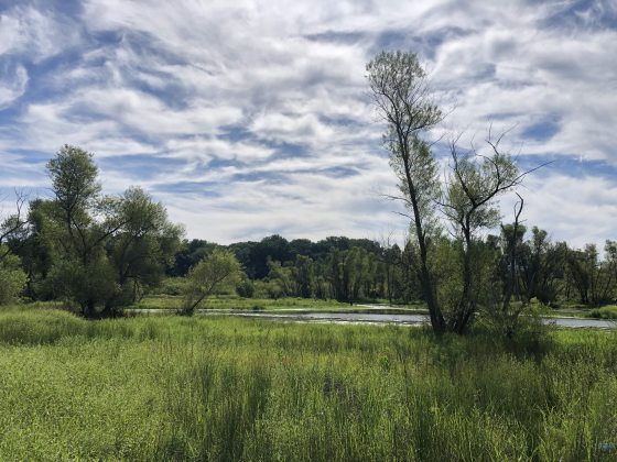 A landscape photo of a grassy area and blue skies with trees and a stream in the background
