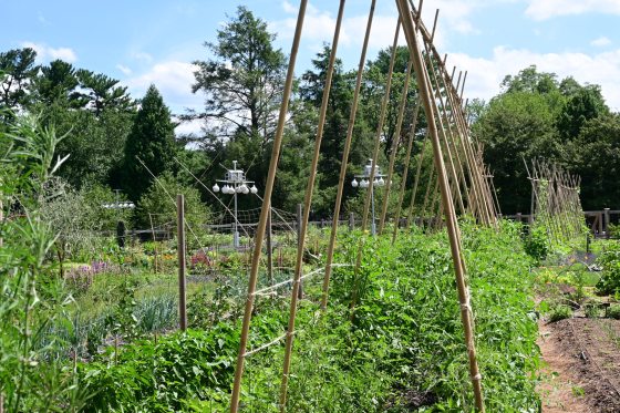 A vegetable garden featuring tall bamboo rods forming an arched trellis.