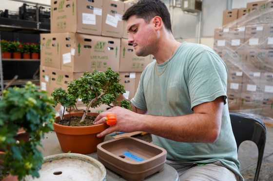 A person in a green tshirt sitting at a table in a nursery potting a bonsai.