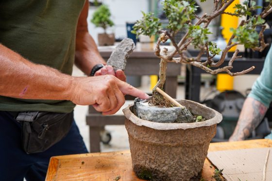 A persons hands holding a small rock and pointing to a potted bonsai tree.