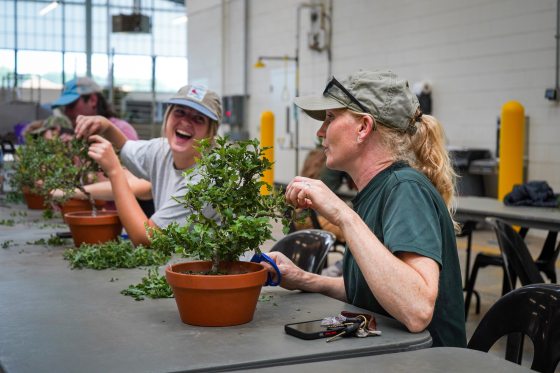 People sitting at a table potting bonsai plants in terra cotta pots.