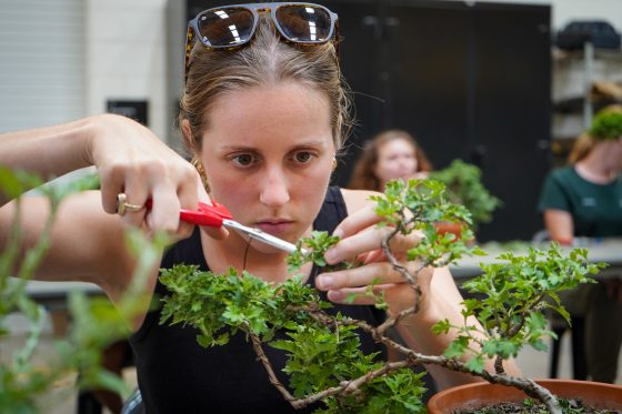A person in a black tank top and sunglasses on their head, holding red scissors and pruning a bonsai.