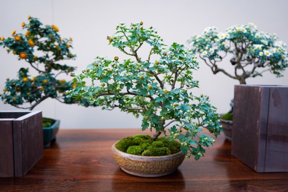 A variety of chrysanthemum bonsai plants displayed on a cherry wood bench.