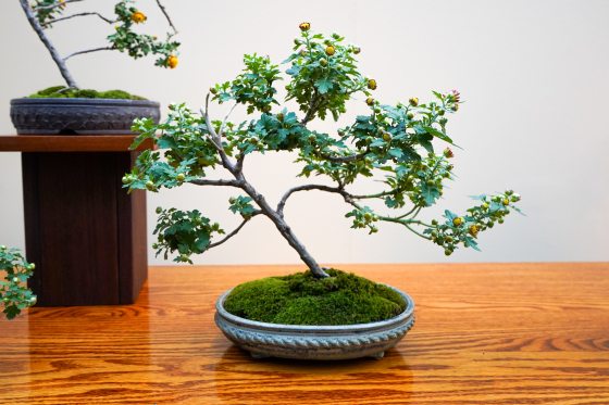 A chysanthemum bonsai displayed on a cherry wood table.