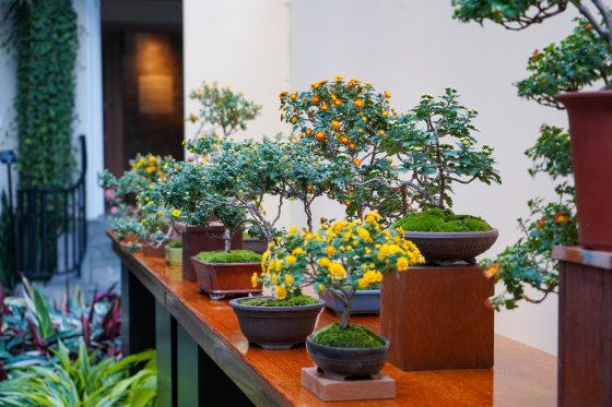 A variety of chrysanthemum bonsai plants displayed on a cherry wood bench.