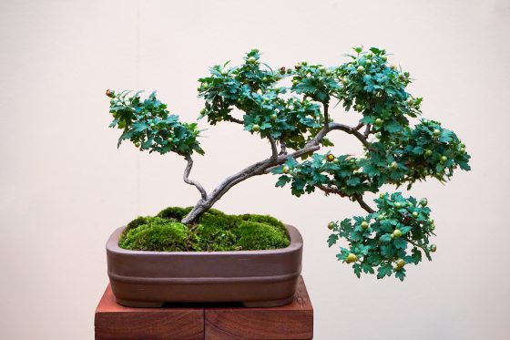 A single chrysanthemum bonsai plant in a brown pot resting on a cherry wood stand.