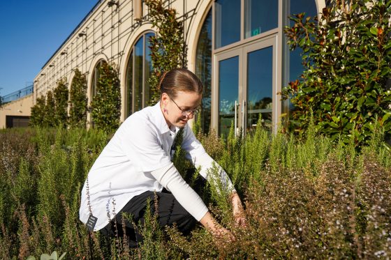 A person bending down in a herb garden picking herbs.