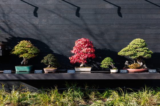 Five bonsai in a variety of sizes and colors lined up against a black brick wall.