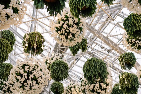 Hanging white orchids in orb shapes, admist white Christmas lights, in a conservatory..