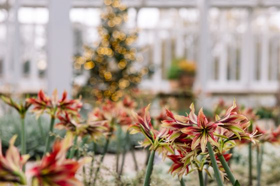 Red and white Christmas plantings in focus, with a blurred background.