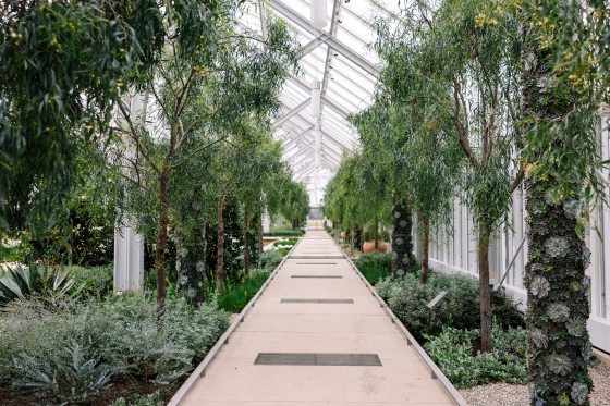 An pathway with plantings on each side of shrubs and trees, inside a conservatory.