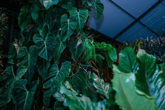 Tropical foliage in the Cascade Garden at Longwood.