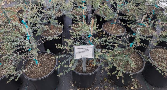 Dozens of potted Eucalyptus plants in a nursery.