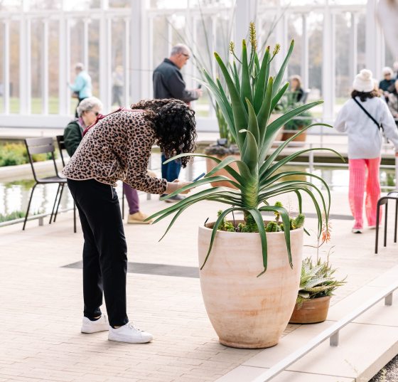 A person bending to read a label inside a potted palm plant.
