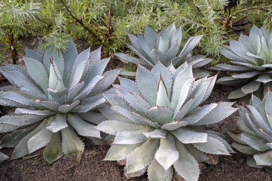 A set of agave plants with pale green leaves with red tips.