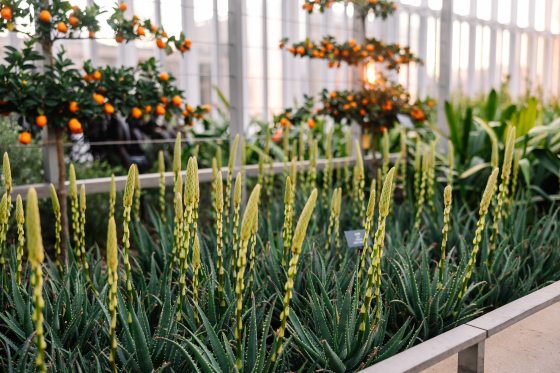 Tall spiky yellow alor blooms growing indoors.
