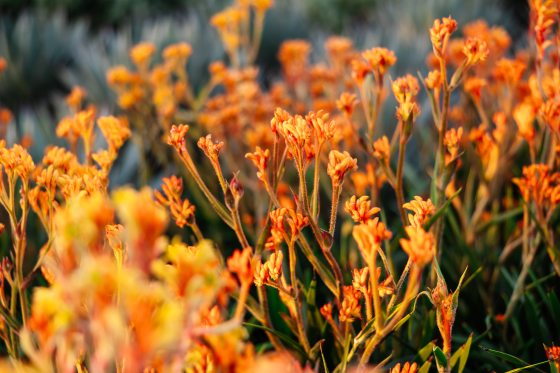 A cluster of orange flowers in bloom.