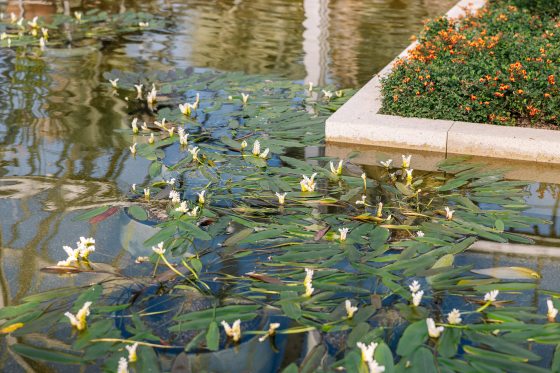 Waterlilies with white flowers blooming on top of the water at Longwood Gardens.