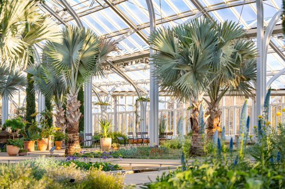 An indoor plant conservatory with pink and purple plants in the beds and large palms center.