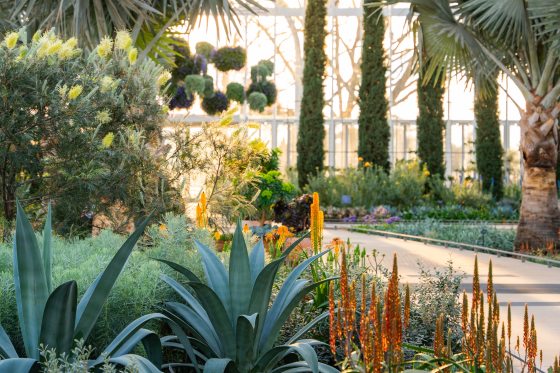An indoor plant conservatory, featuring tall palms, and sunlight streaming in from the right side of the image.