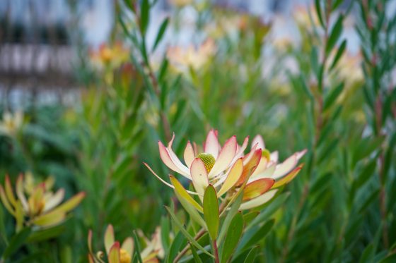 Yellow-reddish petals of the Bush Tango flower, atop green and red stems.