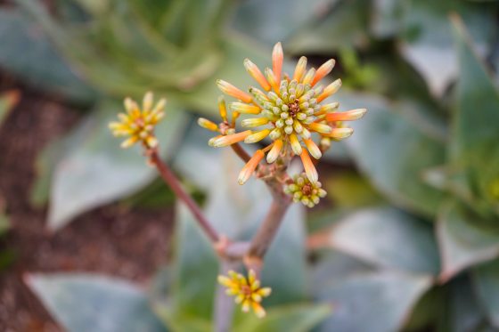A peach and yellow bloom on an aloe plant.