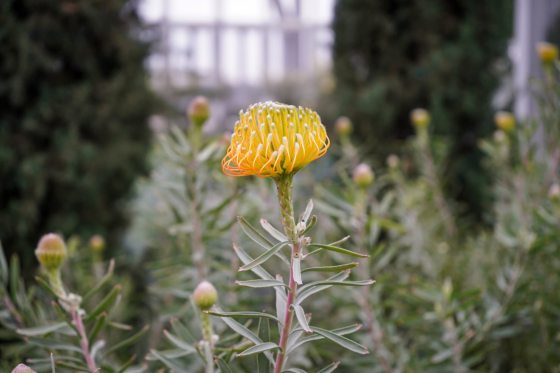 A tall shrub like flower with a spiky yellow bloom at the top.