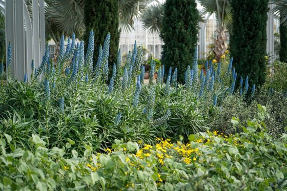 Tall blue cone-shaped flowers coming into bloom.
