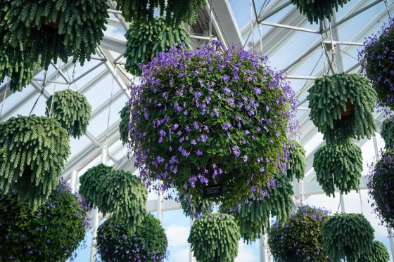 Hanging baskets filled with blue/violet flowers in a Conservatory.