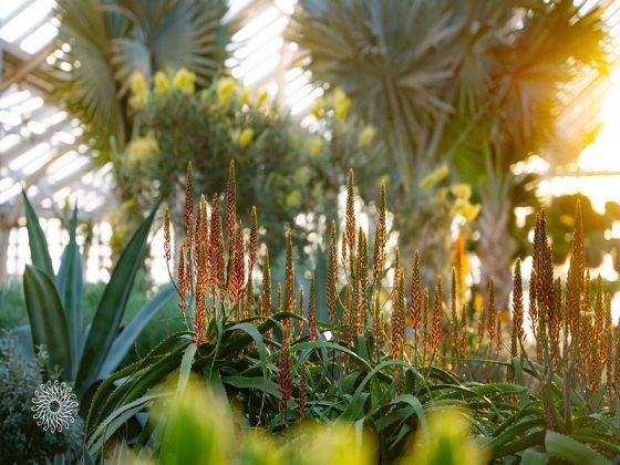 An indoor plant conservatory, featuring tall palms, and sunlight streaming in from the right side of the image.