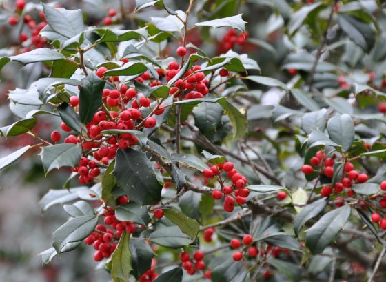 Red berries stand out amidst leafy covered stems.