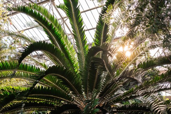 Sunlight peaks through giant, palm-like green leaves 