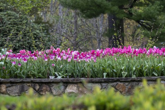 A brick wall with a garden bed on the upper tier, featuring hundreds of purple tulips. 