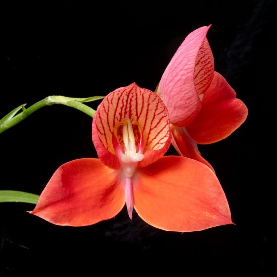 A front-facing redish-orange orchid flower alongside a side profile of a similar flower on a black bacground.