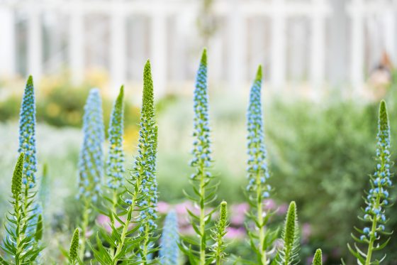 Spikes of blue flowers stand out amidst a backdrop of green foliage and windows. 
