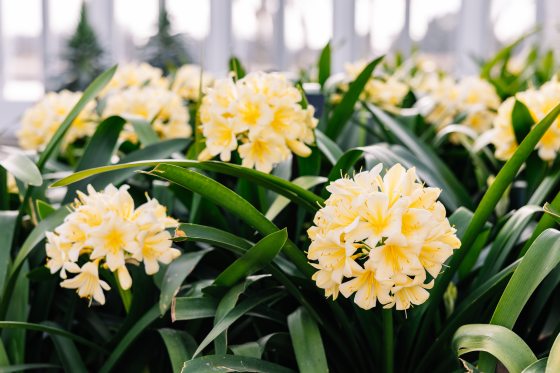 Yellow bouquets of blooms pop amidst dark green foliage. 