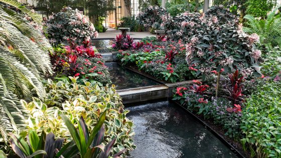 An indoor tiered water basin with tropical plants on each side in a range of heights.