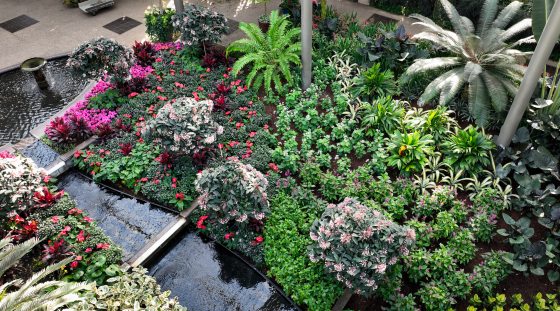 An overhead image of the East Conservatory at Longwood Gardens, featuring bright pink flowers, ferns, and palms.