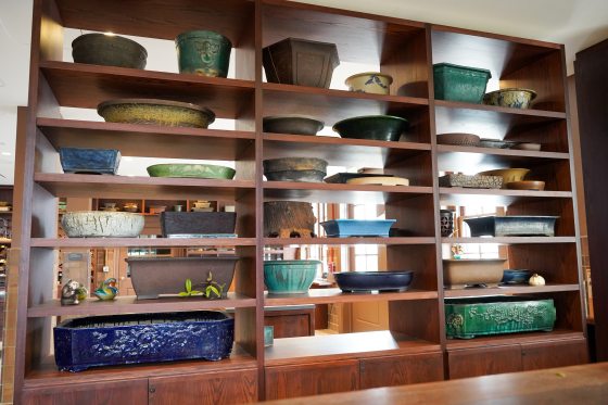 Wood shelving contains dozens of bonsai pots in a variety of shapes and styles.