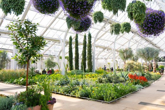 The interior of the West Conservatory filled with spring blooms in colors of purple, red, and yellow
