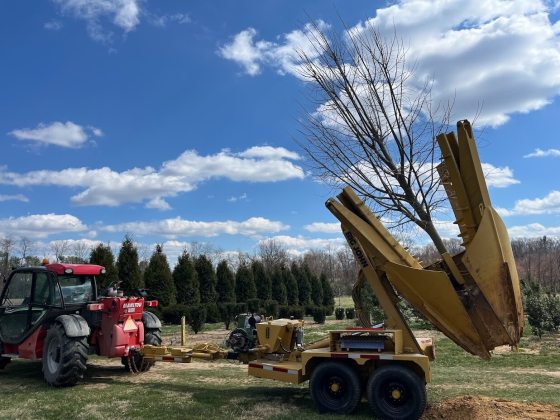 A large yellow machine, being pulled by a red tractor, digging holes in the ground for tree plantings.