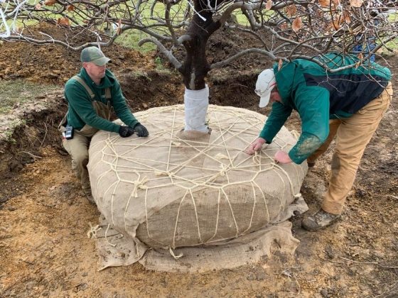Two people removing thick twine and burlap from the root ball of a large tree that was just placed in a dirt hole.
