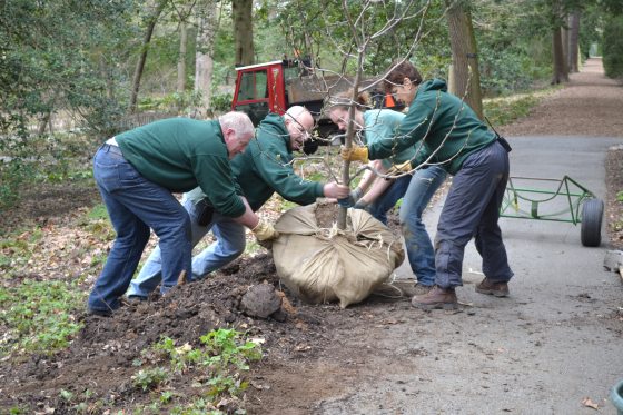 Four people holding onto the trunk of a small tree, moving it to a spot for planting.